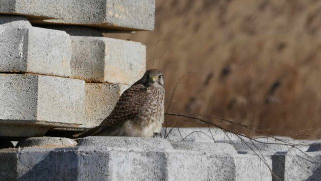 황조롱이 / 국립생물자원관