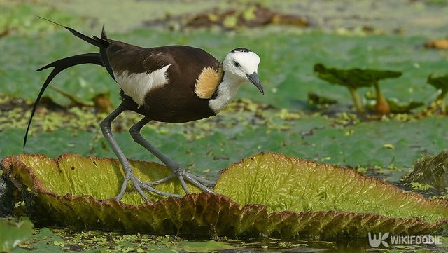 물꿩 자료 사진. / 위키푸디