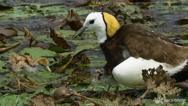 물꿩 자료 사진. / 위키푸디