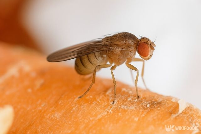 해당 이미지는 기사 이해를 돕기 위해 AI로 재연하였습니다. / 위키푸디