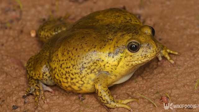 맹꽁이 자료 사진. / 위키푸디