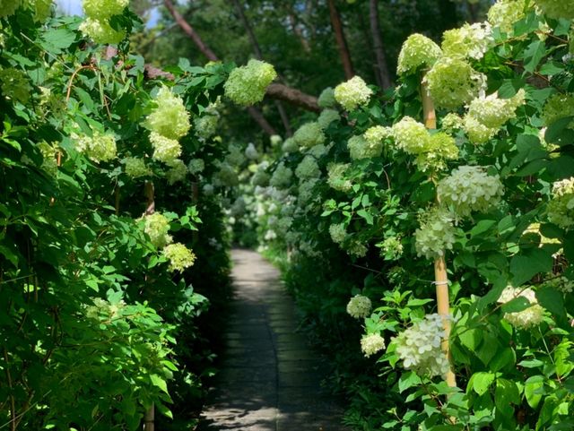 죽화경. / 죽화경 공식 블로그
