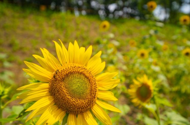 월정교 해바라기길. / 경주시 공식 블로그