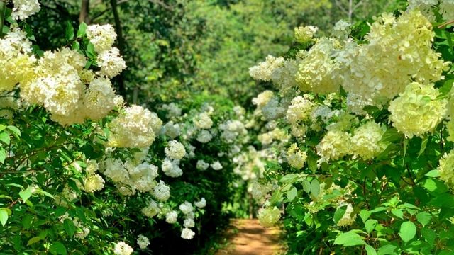 죽화경. / 죽화경 공식 블로그