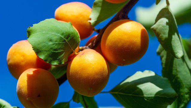 살구 자료 사진. / Alex prokopenko-shutterstock.com