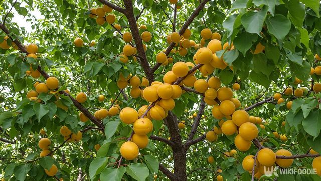 살구 자료 사진. / 위키푸디