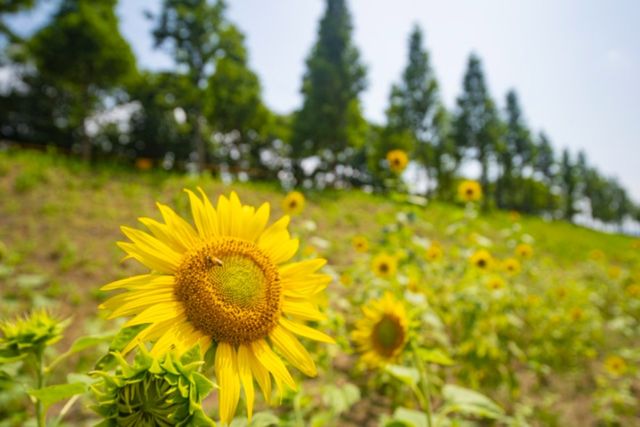 월정교 해바라기길. / 경주시 공식 블로그