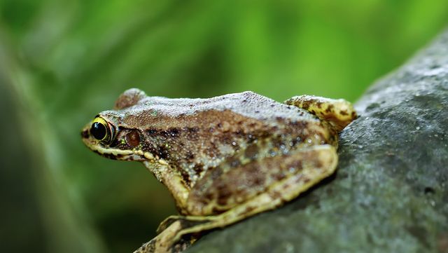 맹꽁이 자료 사진. / twabian-shutterstock.com