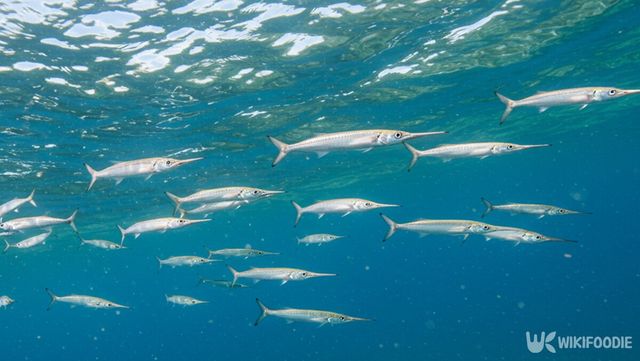 학꽁치 자료 사진. / 위키푸디