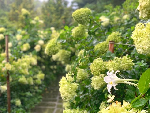 죽화경. / 죽화경 공식 블로그