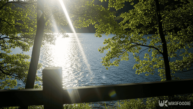 한낮의 공원 사진. / 위키푸디