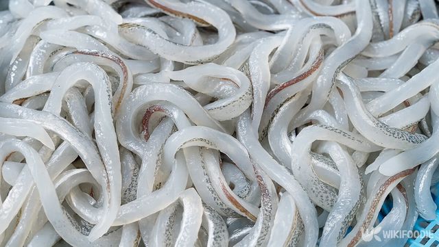 학꽁치회 자료 사진. / 위키푸디