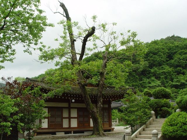 천안 광덕사 호두나무 사진. / 국가유산청