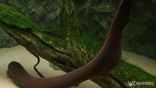 전기뱀장어 자료 사진. / 위키푸디