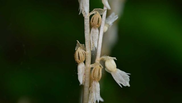 방울유령란 결실 / 산림청 국립산림과학원 난대·아열대산림연구소&nbsp;