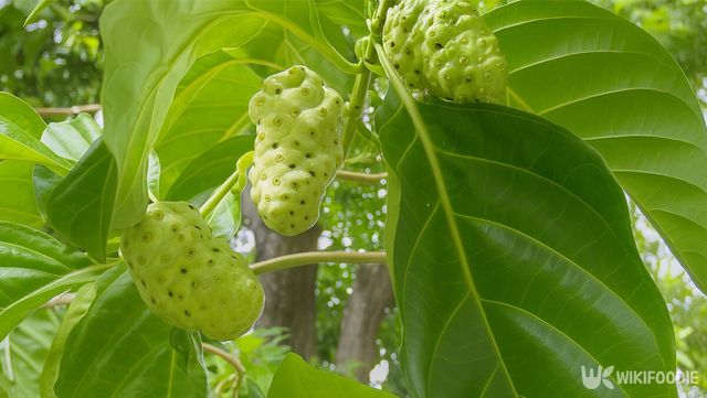 노니 자료 사진. / 위키푸디