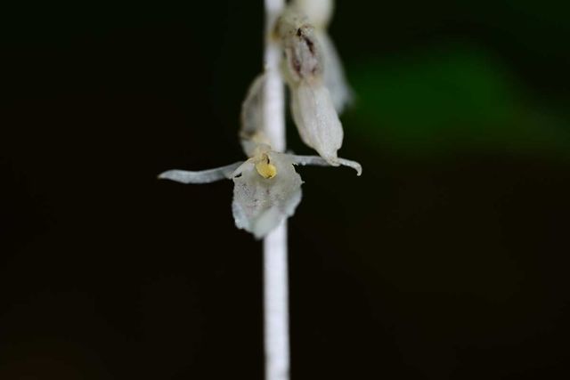 방울유령란 개화 / 산림청 국립산림과학원 난대·아열대산림연구소&nbsp;