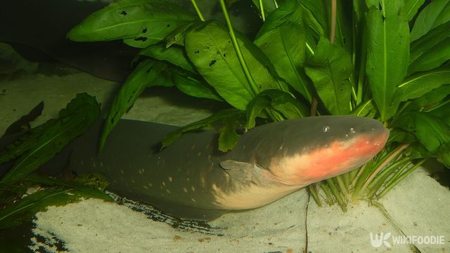 전기뱀장어 자료 사진. / 위키푸디