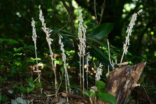 방울유령란 식물체 / 산림청 국립산림과학원 난대·아열대산림연구소&nbsp;