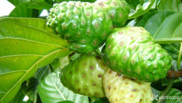 노니 자료 사진. / 위키푸디