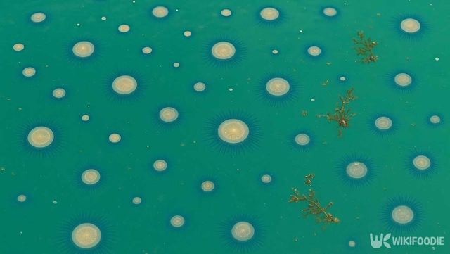 제주 해안가에 출몰한 푸른우산관해파리. 기사 이해를 돕기 위해 AI로 제작하였습니다. / 위키푸디