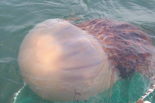 노무라입깃해파리 / 해양수산부 제공&nbsp;