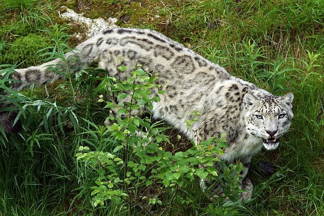 눈표범 성체 /&nbsp;kallerna-Wikimedia Commons