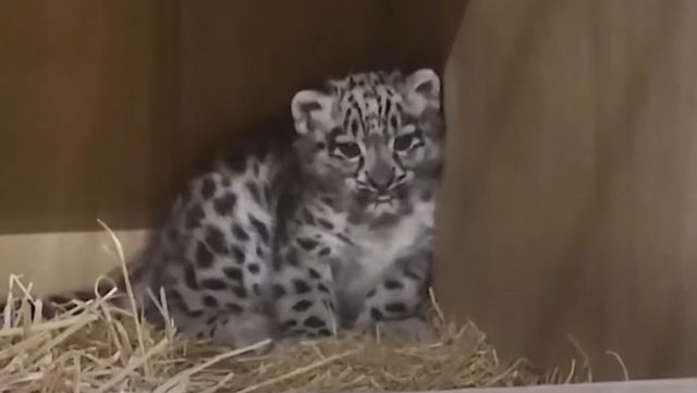 94년 만에 태어난 멸종위기 '눈표범' / 유튜브 'KBS News' 캡처