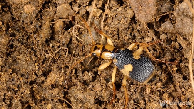 방귀벌레 자료 사진. / 위키푸디