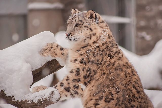 눈표범 성체 /&nbsp;Aneta Pawska-Wikimedia Commons