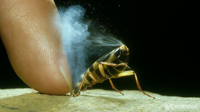 방귀벌레 자료 사진. / 위키푸디