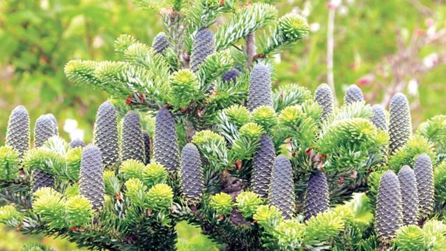 구상나무 열매 / 국립공원공단