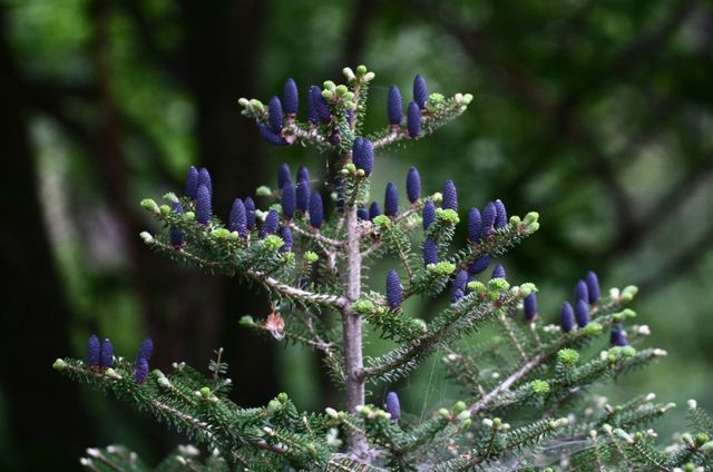 구상나무 열매 /&nbsp;국립공원공단