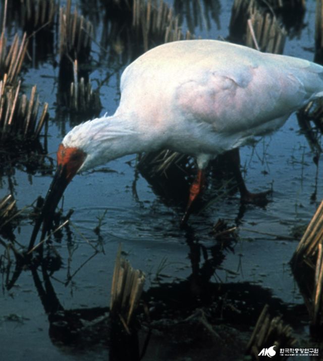 먹이를 사냥하는 따오기 / &nbsp;한국민족문화대백과-한국학중앙연구원