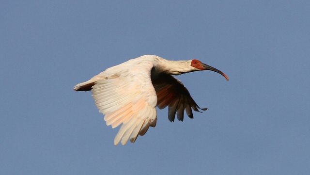 하늘을 나는 따오기 / Agami Photo Agency-shutterstock.com