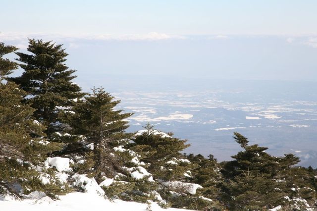 구상나무로 이루어진 한라산 / 국립수목원