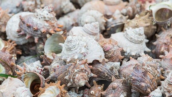 뿔소라 자료 사진. /&nbsp;two K-shutterstock.com