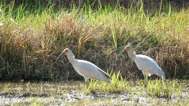 자연 번식으로 자연에 정착한 창녕 우포따오기 / 창녕군