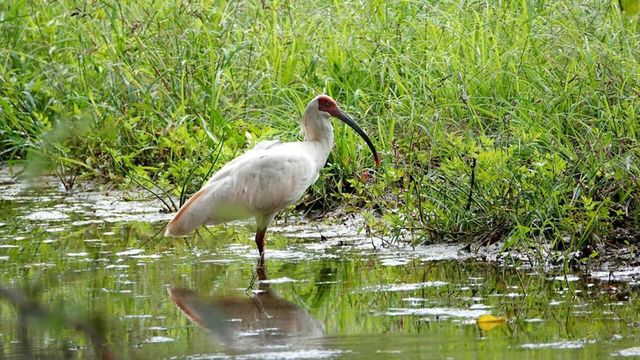 우포늪에 있는 우포따오기 / 창녕군