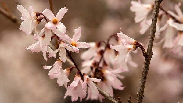 미선나무 자료 사진. /&nbsp;Katarzyna Pietraszko-shutterstock.com