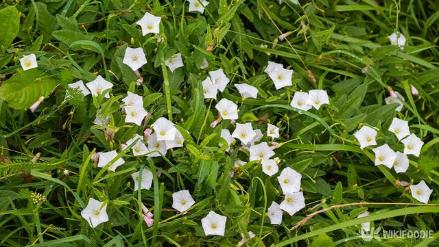 메꽃 자료 사진. /&nbsp;MVolodymyr-shutterstock.com