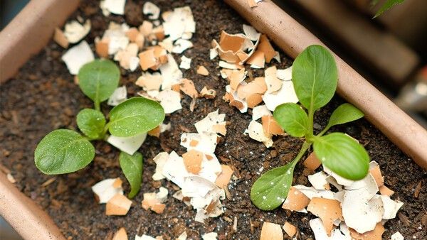 달걀 껍데기가 화분 위에 있는 자료 사진. /&nbsp;Hasiah Z-shutterstock.com