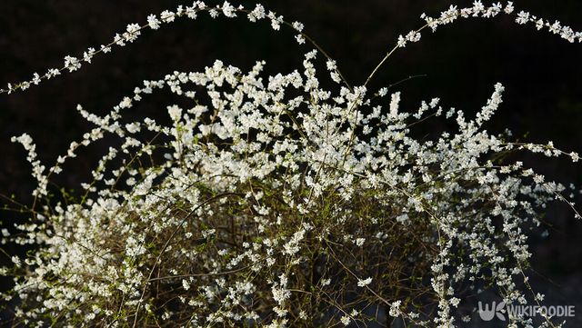 미선나무 자료 사진. / 위키푸디