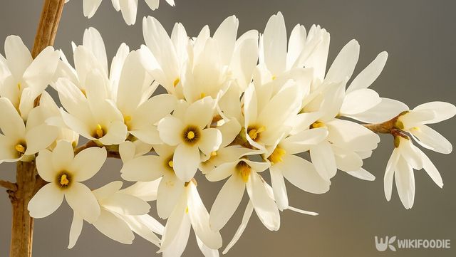 미선나무 자료 사진. / 위키푸디