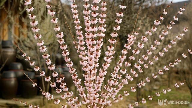 미선나무 자료 사진. / 위키푸디