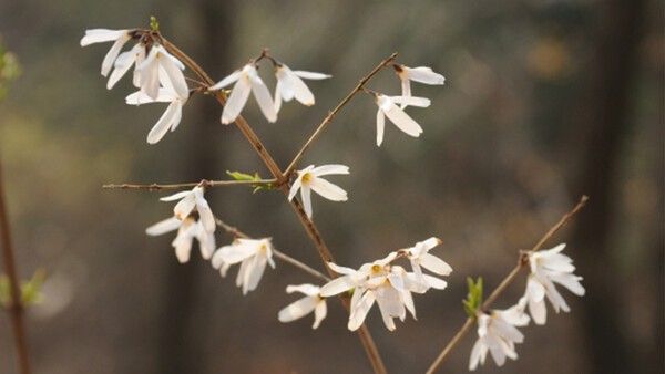 미선나무 자료 사진. / 국립생물자원관