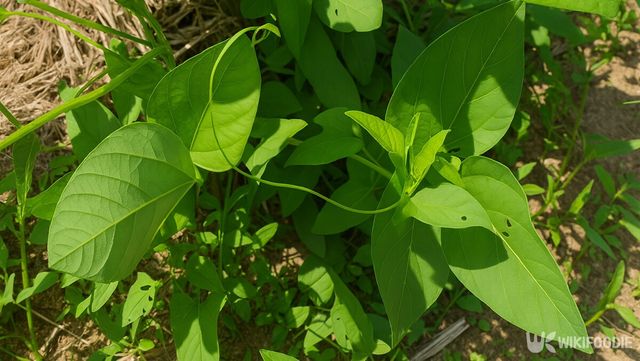 메꽃순 자료 사진. / 위키푸디