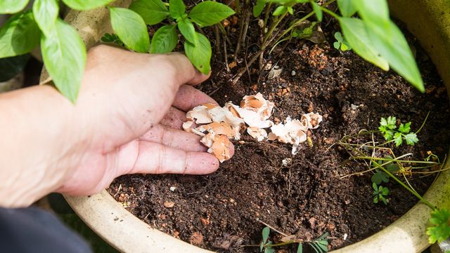 달걀 껍데기가 화분 위에 있는 자료 사진. /&nbsp;ThamKC-shutterstock.com