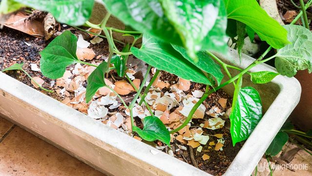 달걀 껍데기가 화분 위에 있는 자료 사진. /&nbsp;ThamKC-shutterstock.com