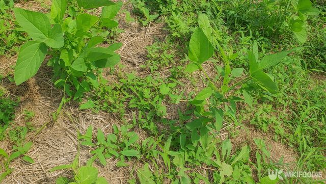 메꽃순 자료 사진. / 위키푸디